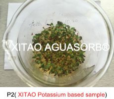 Potassium polyacrylate super absorbent polymer(SAP) for seed coating,seed treatment or seed dressing,potassium polyacrylate super absorbent polymer(KSAP)