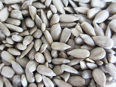 sunflower seed kernel Sale Supplier